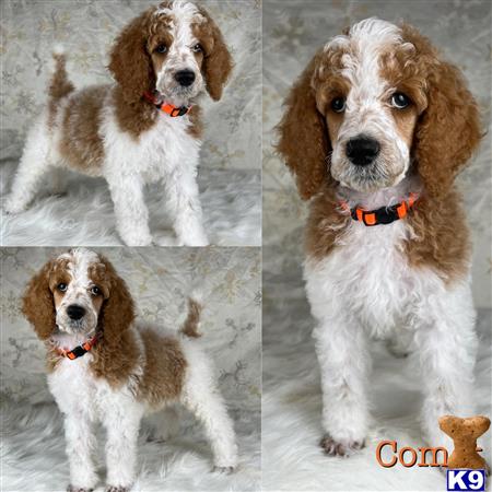MonarchPoodles Picture 1